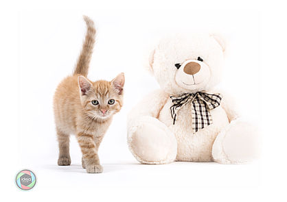 Kitten with Teddy Bear